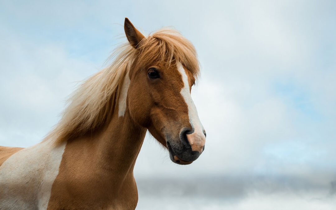 A galloping success