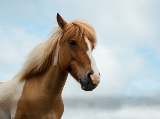 A galloping success